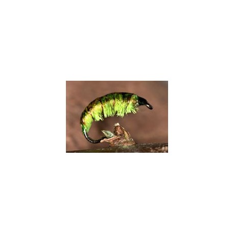 McPhail Bug