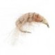Natural Gammarus