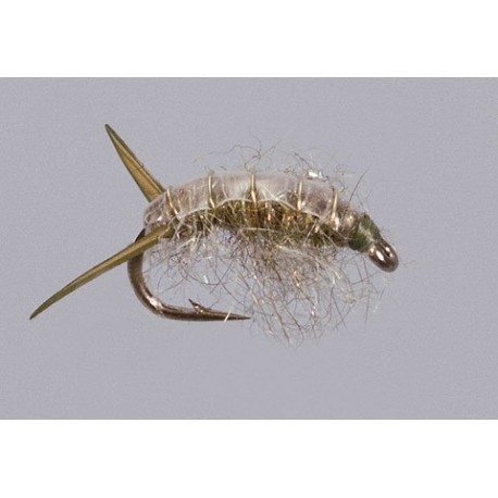 Olive Sowbug