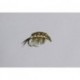 Olive Tungsten Scud TNG