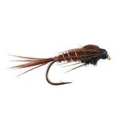 Peacock Pheasant