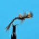 Pheasant Tail Challenged