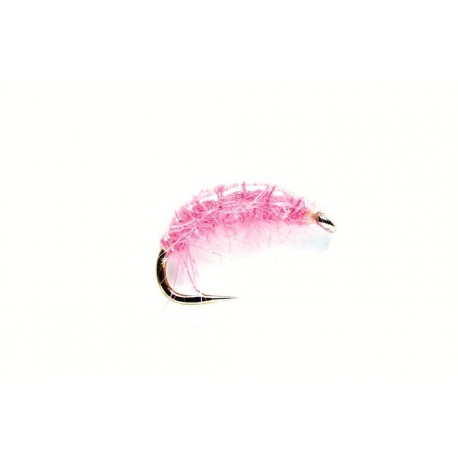 Pink Shrimp
