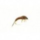 Polish Olive Brown