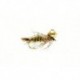 Polyfitus Olive