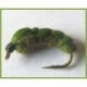 Pupa not hatched