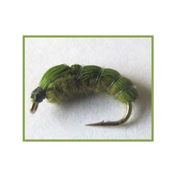 Pupa not hatched