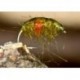 RedSpotShrimp