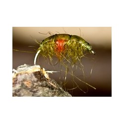 RedSpotShrimp