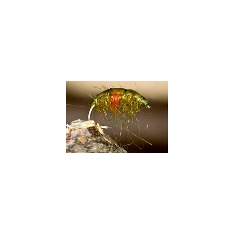 RedSpotShrimp