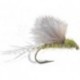 RS Olive