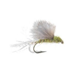 RS Olive