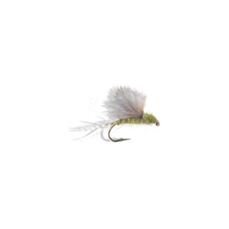 RS Olive