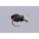 Salvinis Albertos Snail