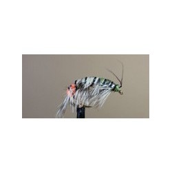 Shrimp J