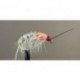 Shrimp Kenya