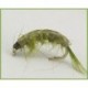 shrimp olive
