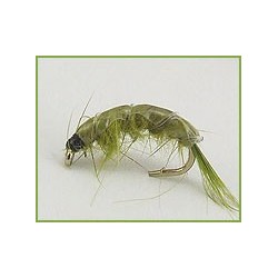 shrimp olive