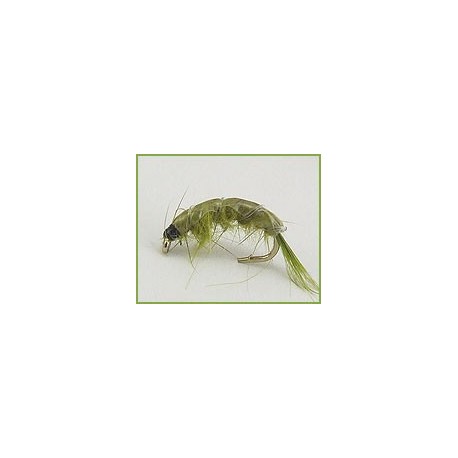 shrimp olive