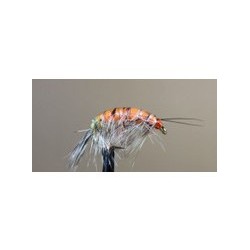 Shrimp special