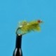 Sow Bug Olive