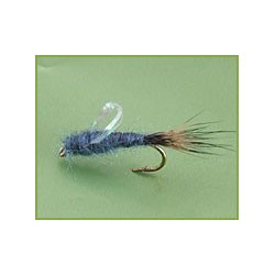 Sparkle Wing