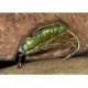 Sparkle Sedge Pupae