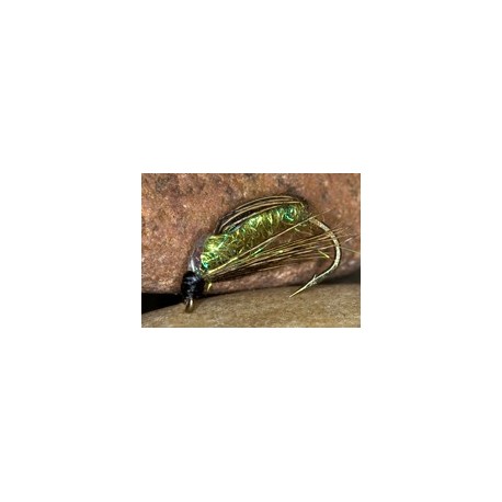 Sparkle Sedge Pupae