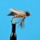 Speckled Sedge