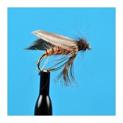Speckled Sedge