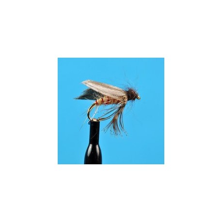 Speckled Sedge