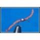Spectral Bloodworm