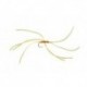 Spider Northern Amber