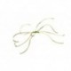 Spider Northern Olive Red