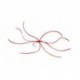 Spider Northern Red