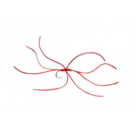 Spider Northern Red