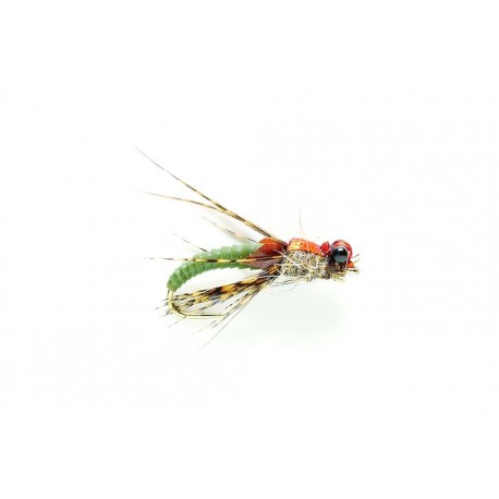 Steve's Pupa Olive