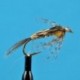 Stonefly Creeper
