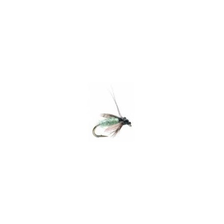 TASHIROS CADDIS PUPA