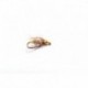 TFP N Caddis
