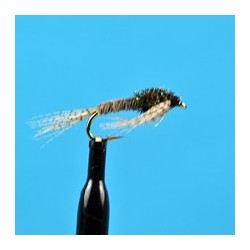 Turkey Nymph