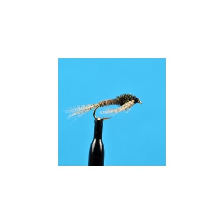 Turkey Nymph