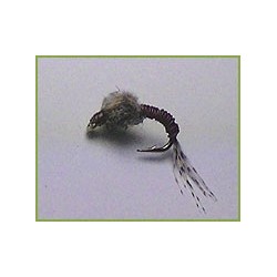 WD Brassie