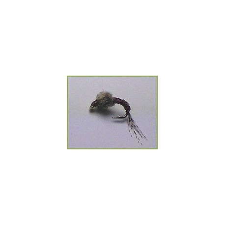 WD Brassie