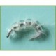 White Bead Larva