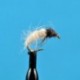 White Larva
