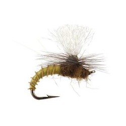 Christiaens Gt Adult Bwo