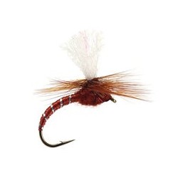 Klinkhammer Brown