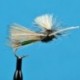 Parachute Light Cahill