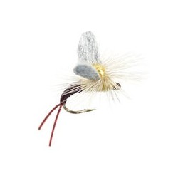 Trinas Etha Wing Emerger Pmd